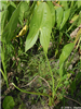Broadleaf Arrowhead <i>Sagittaria latifolia</i> with wide leaves.